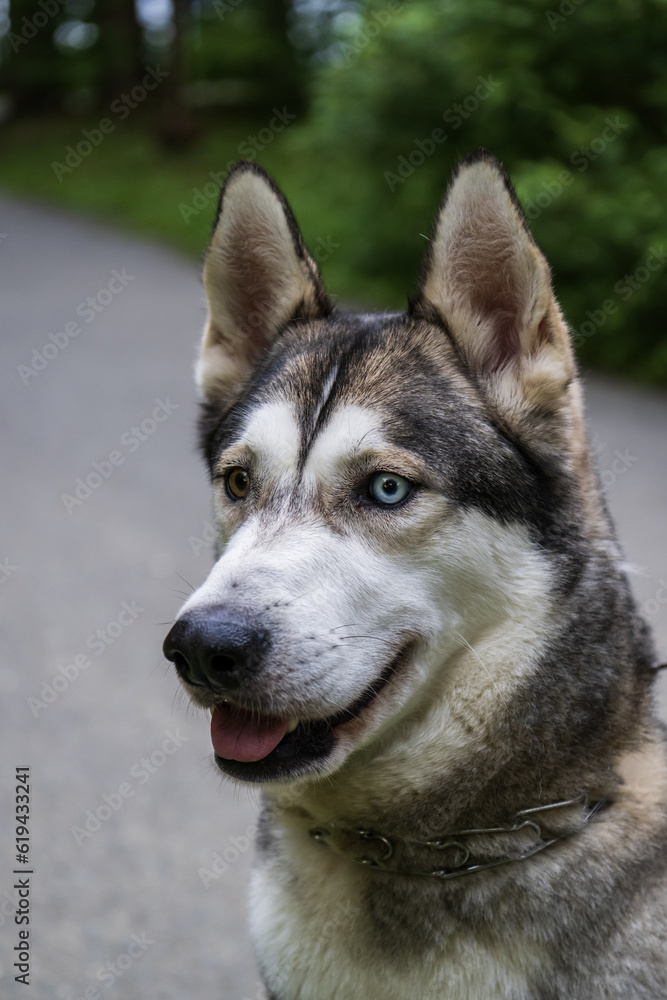 Portrait of a husky dog with blue eyes in the park
