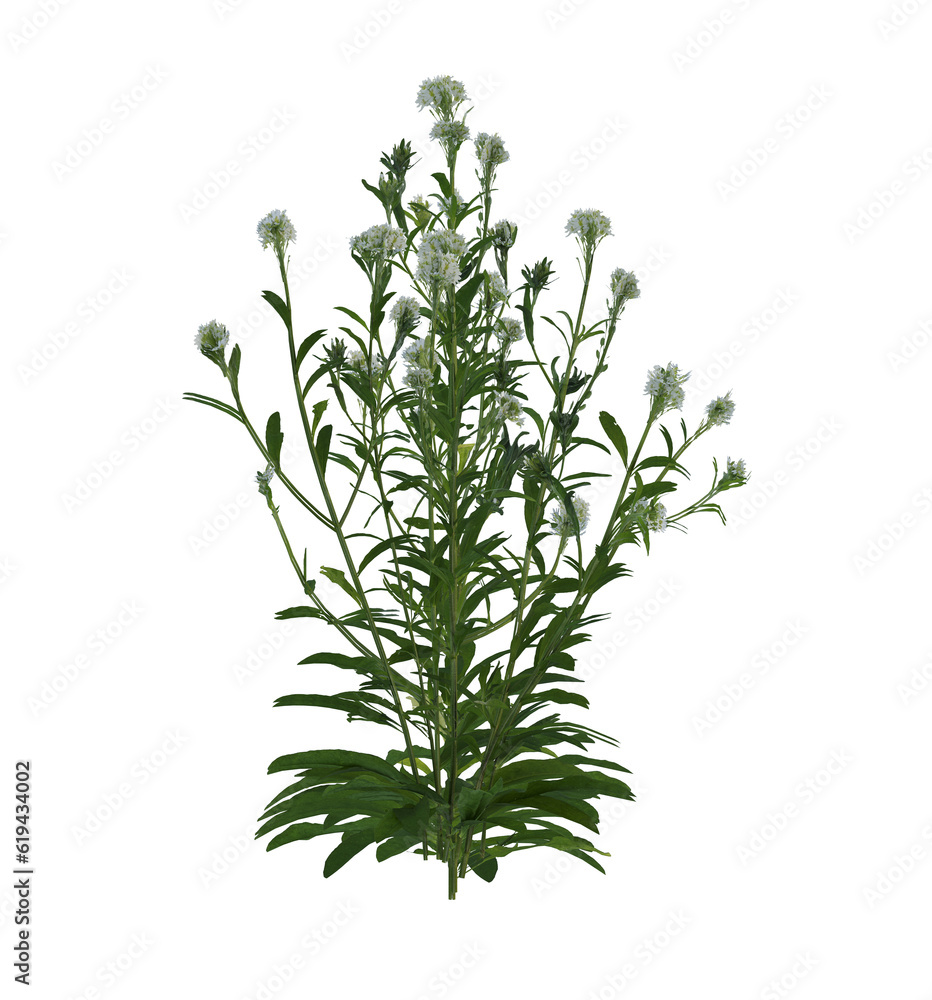 Small plants with white flower isolated on transparent background
