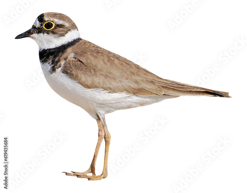Little ringed plover (Charadrius dubius), PNG, isolated on transparent background photo