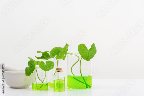 White Background Centella asiatica (gotu) for Biological experiment presentation Centella asiatica leaves and green water in biological test tubes.
