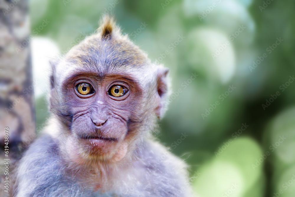 Hilarious depiction of a monkey's face: A lighthearted and comical portrayal of a spirited monkey's countenance, spreading laughter and joy Hilarious depiction of a monkey's face: A lighthearted and comical portrayal of a spirited monkey's countenance, spreading laughter and joy
