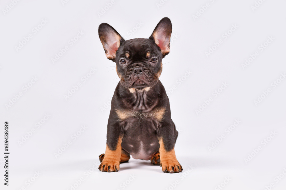 Tan French Bulldog dog puppy on white background