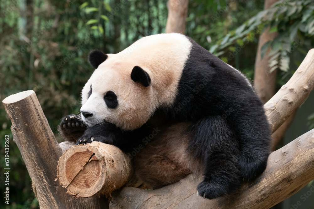 Fototapeta premium Close up Giant Panda in Republic of Korea