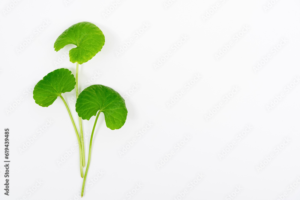 Top view on table centella asiatica leaves with isolated on white background Top view on table centella asiatica leaves with isolated on white background