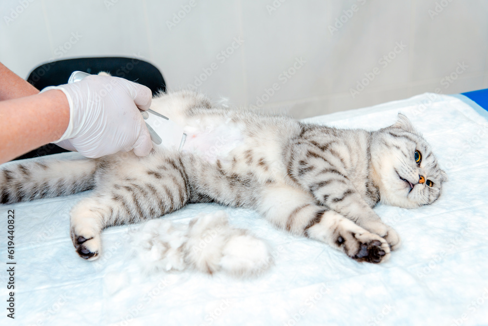 A veterinarian's hand shaves a cat's belly at veterinary clinic, the