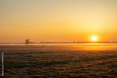 Foggy sunrise over the dutch meadows with a lonely tree