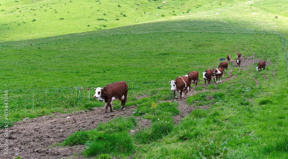 transhumance transhumance