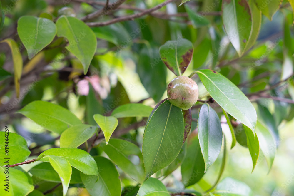 Fototapeta premium 椿の果実