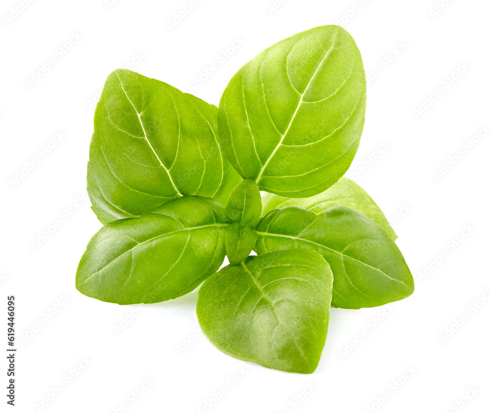 Fototapeta premium Fresh Basil leaves in closeup on white background