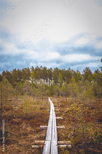 wooden path going through wetlands and forest. hiking concept.