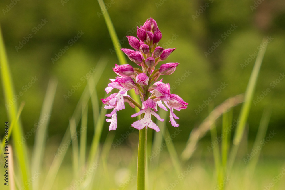 Purple and pink Orchid in nature, close up Purple and pink Orchid in nature, close up