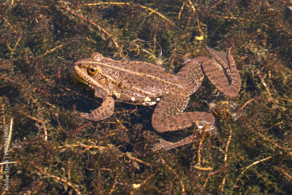 Fototapeta premium Frog in a pool