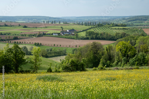 Hilly landscape with Poplar trees in Wittem-Gulpen in South Limburg, the Netherlands