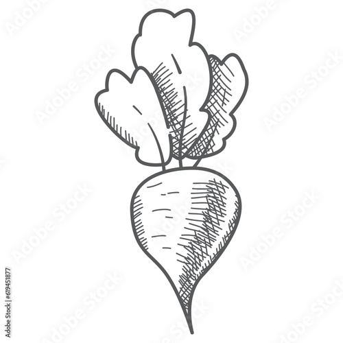 Beet root.Vegetable of farm product.Isolated on white background.Hand drawn vector illustration realistic sketch.Beetroot food ingredient.