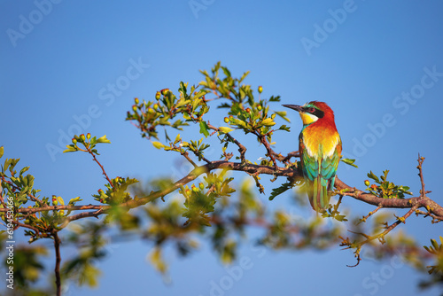 Bee-eater color bird standing on a blooming tree branch