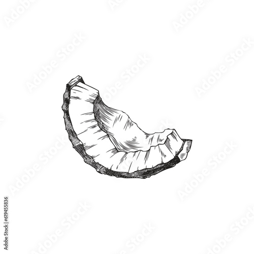 Hand drawn monochrome coconut slice sketch style, vector illustration