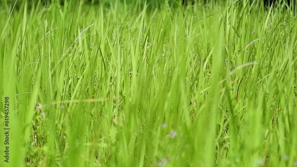 Weed Plants That Are Bright Green During The Day Weed Plants That Are Bright Green During The Day
