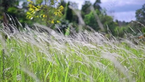 The View Of The White Weeds, Swaying In The Wind During The Day
