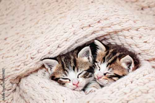 Little kittens sleep on a knitted rug. Two cats hug