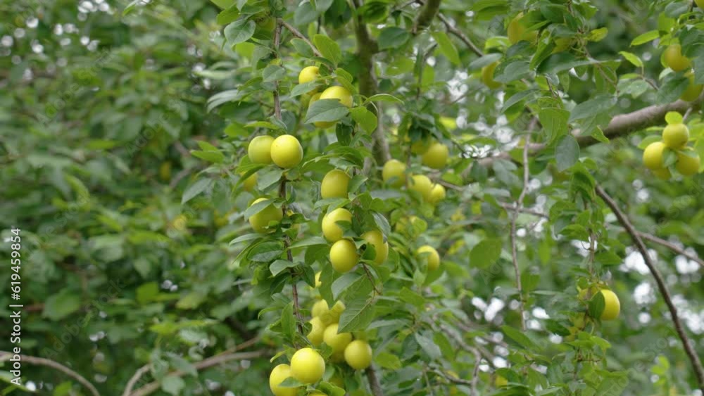 Immature mirabelle plums on fruit tree branch in garden Immature mirabelle plums on fruit tree branch in garden