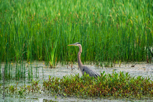 Obraz na plátně great blue heron in the marsh