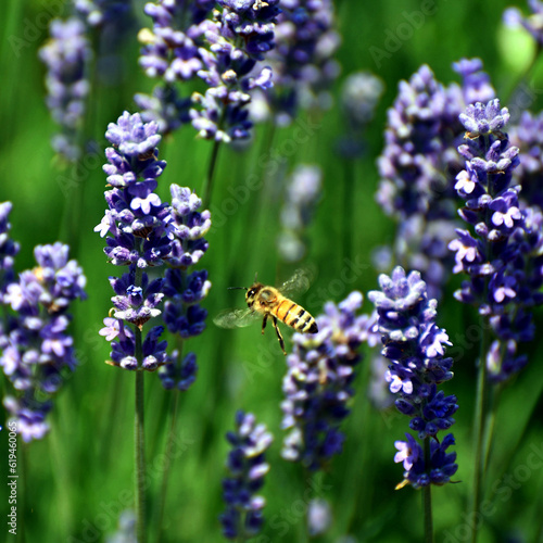 Honigsammeln im Lavendel 