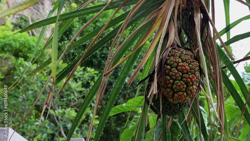 Screw pine ( Pandanus odoratissimus) with fruits at the park, screw palm tree. Fresh Pandan Fruits on tree.
 photo