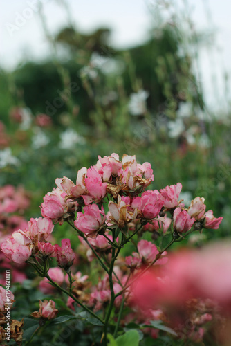 pink flowers in the garden © Estbay