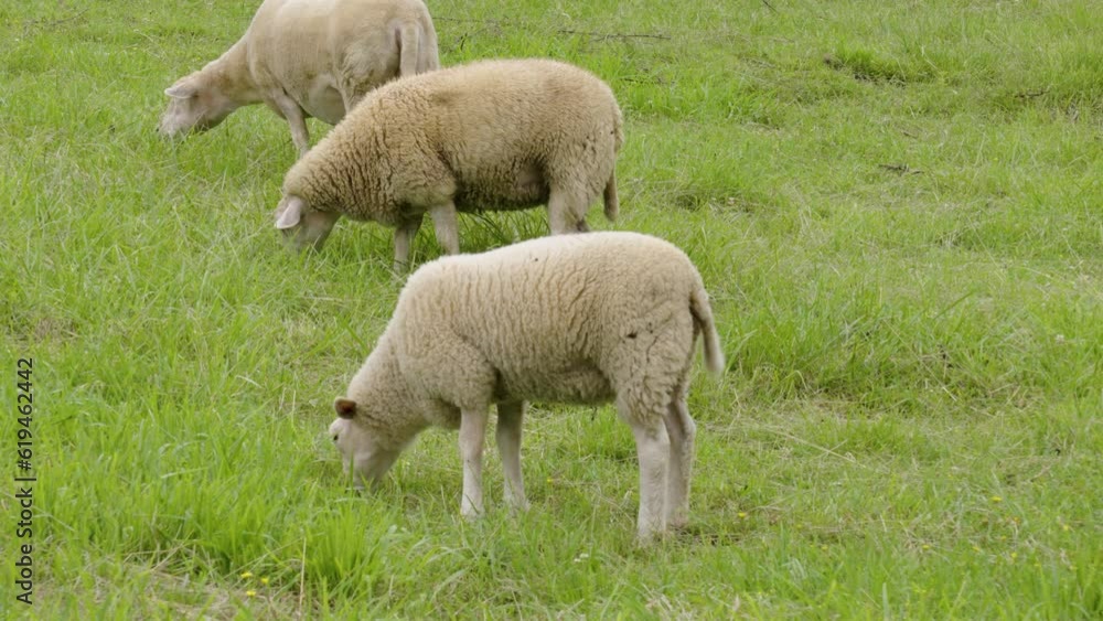 Grazing sheeps on a green summer pasture close up. Livestock view Grazing sheeps on a green summer pasture close up. Livestock view