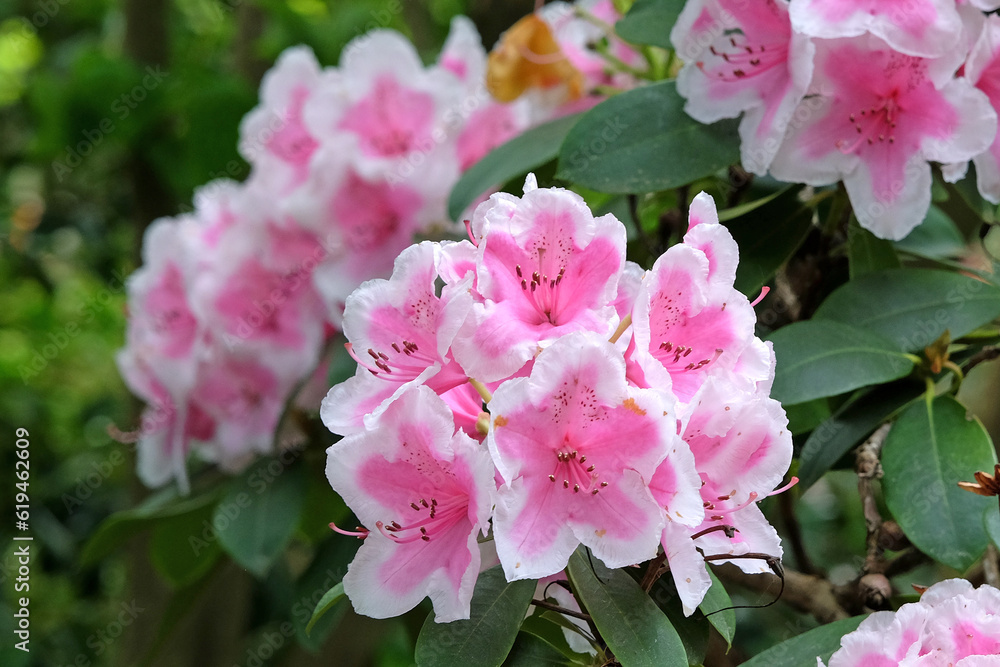 Rhododendron 'Janet Ward' in flower.