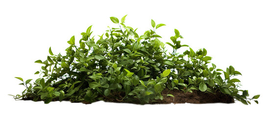 bush on transparent background, png