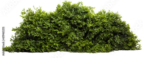 Leinwand Poster bush on transparent background, png