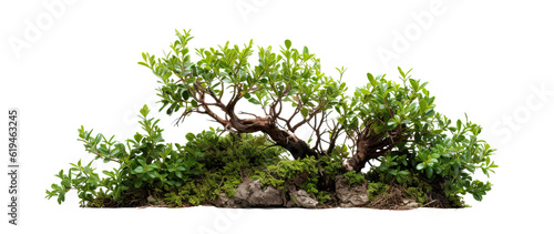 bush on transparent background, png