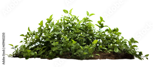 bush on transparent background, png