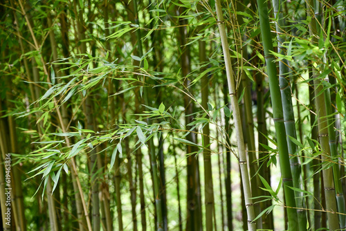 笹と竹