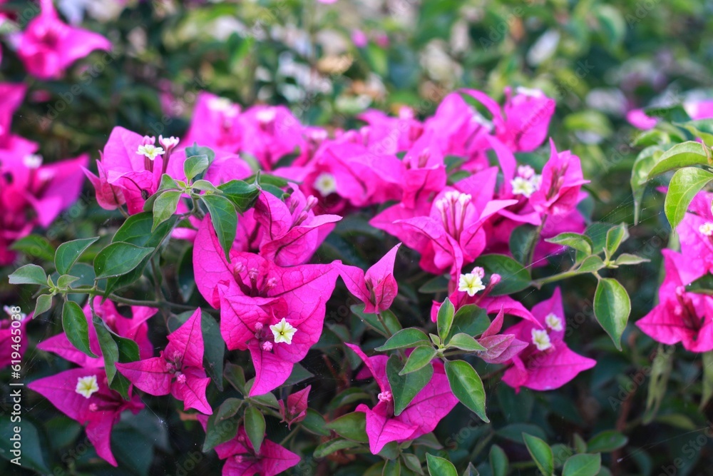 Fragrant pink Bougainvillea spectabilis flower with blurred background. Botanical photography. Fragrant pink Bougainvillea spectabilis flower with blurred background. Botanical photography.
