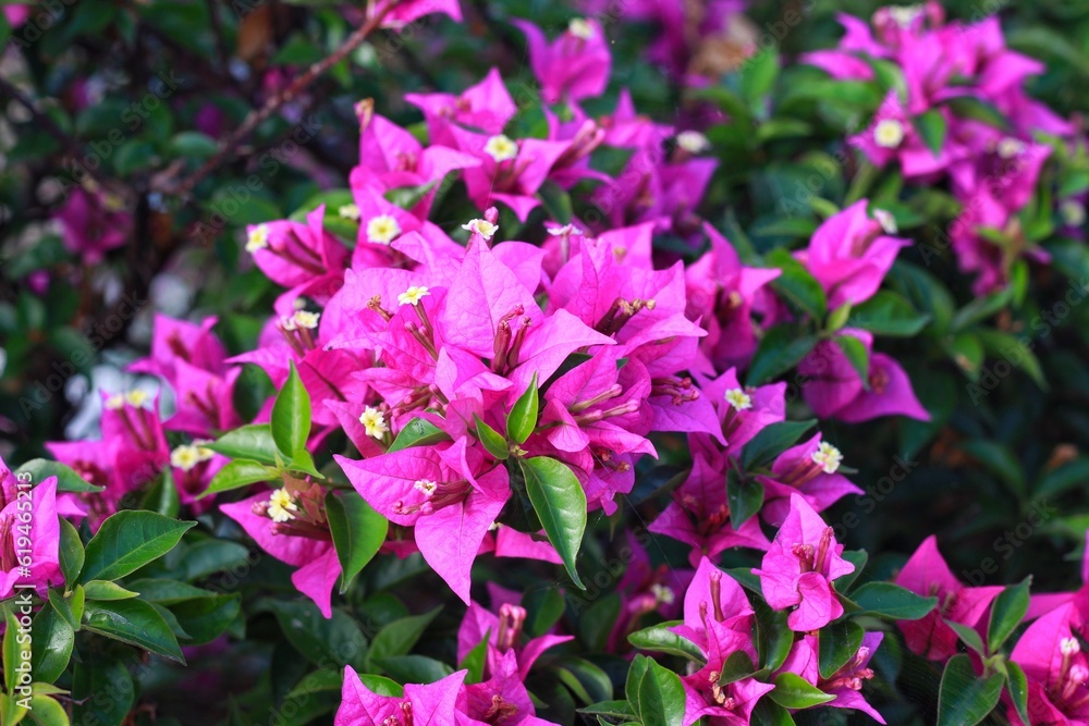 Fragrant pink Bougainvillea spectabilis flower with blurred background. Botanical photography.