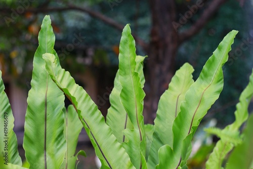 Asplenium nidus L. or in Indonesian called "Paku Sarang Burung" or "Kadaka" leaves