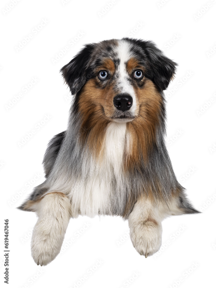 Gorgeous Australian Shepherd dog, laying down with front paws over edge. Looking towards camera with light blue eyes. Isolated cutout on transparent background.