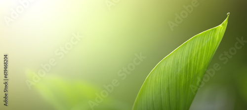 Panoramic nature green leaf in garden at summer. Natural green leaves plants using as spring background cover page greenery environment ecology wallpaper.