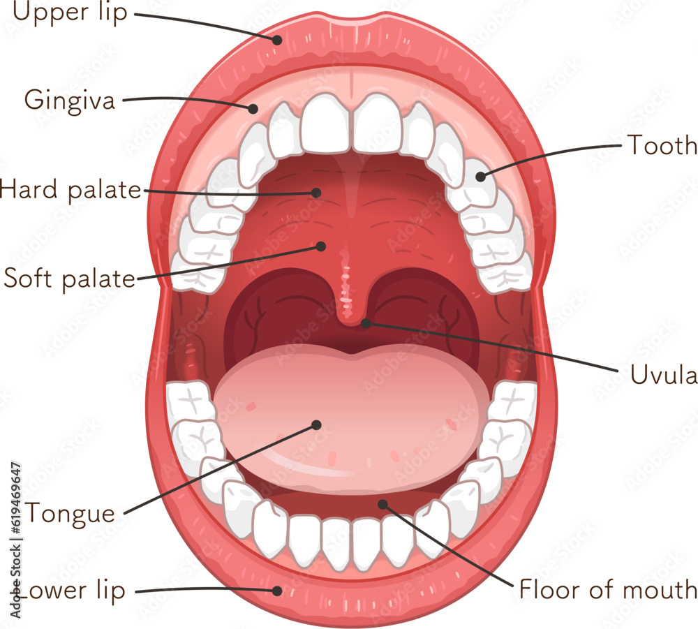 oral cavity、lips、tooth、tongue、illustration Stock Vector | Adobe Stock