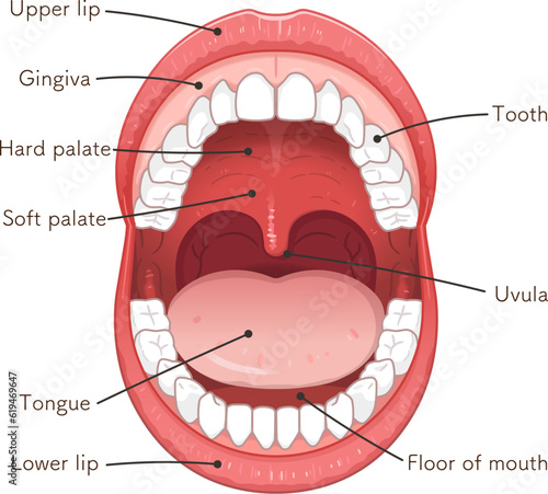 oral cavity、lips、tooth、tongue、illustration photo