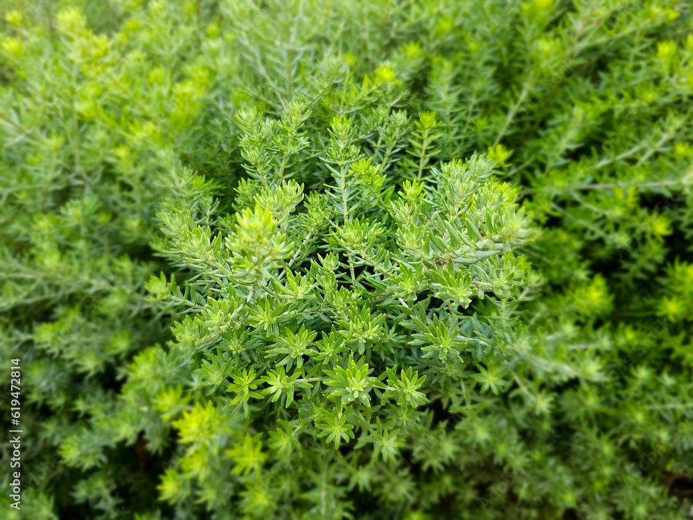 Closeup of Westringia fruticosa, the coastal rosemary or coastal westringia, green color