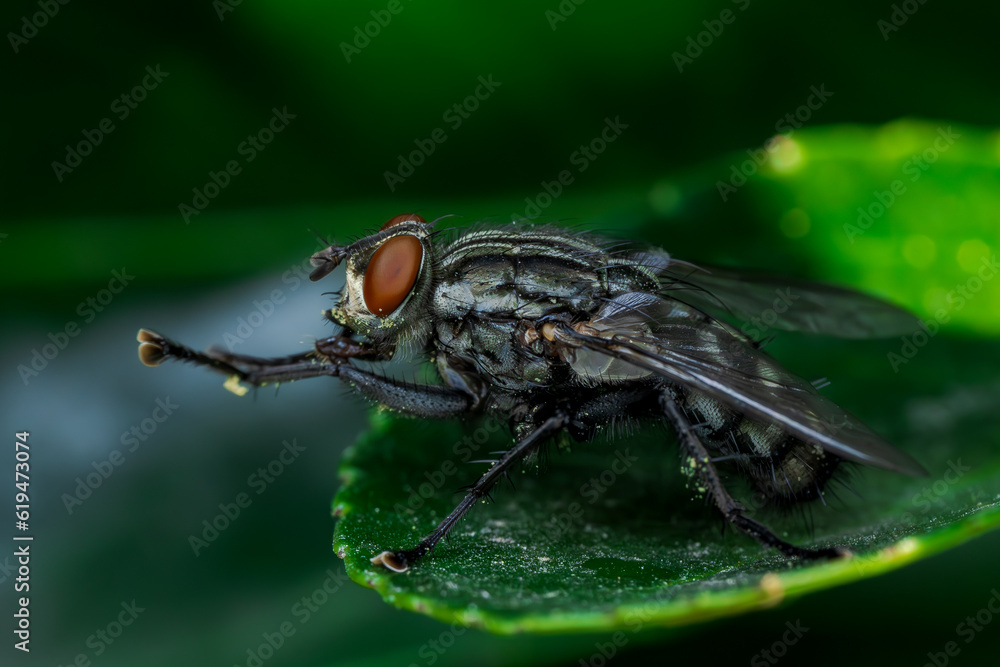 Mosca en el bosque Mosca en el bosque