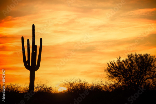The sun setting over the desert under a colorful evening sky with a saguaro cactus in the foreground. © Jason Yoder