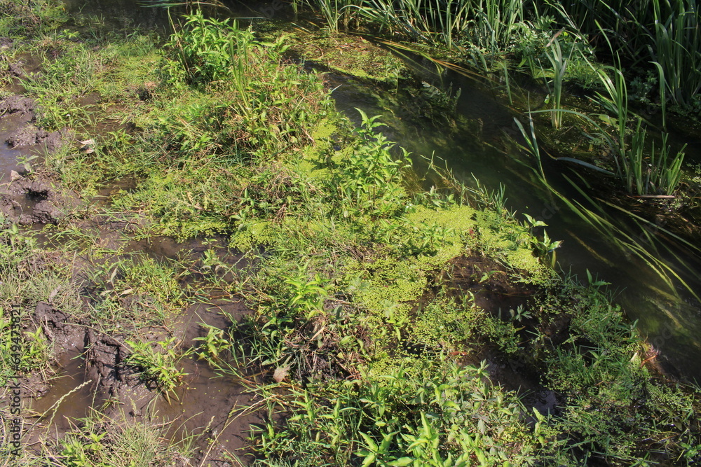 Obraz premium moss on the ground