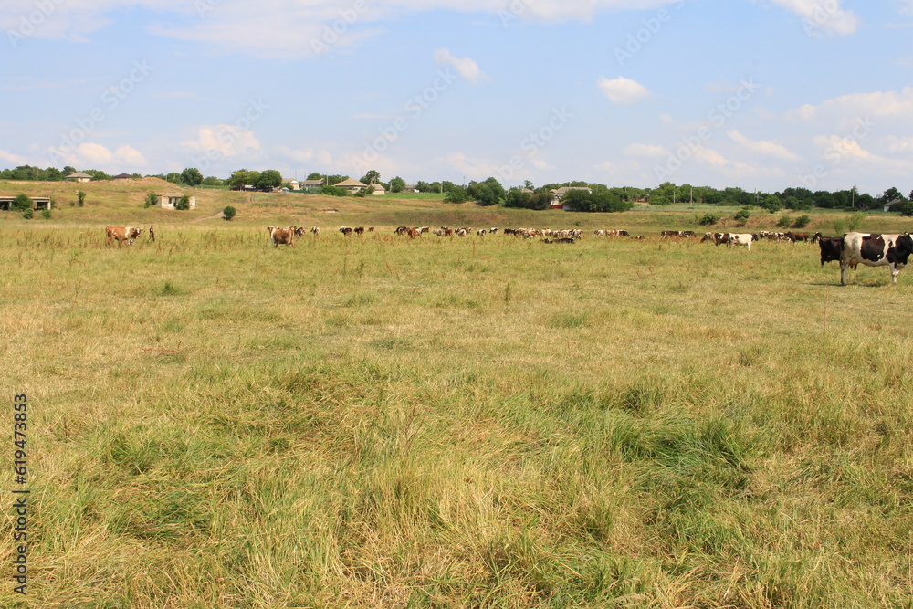 cows in the field