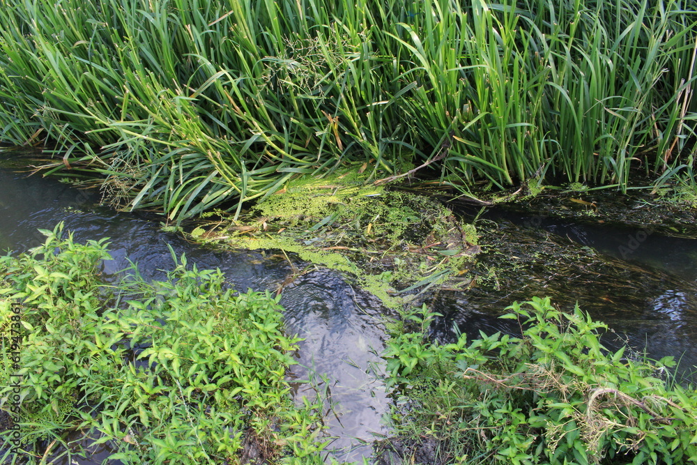 grass and water grass and water