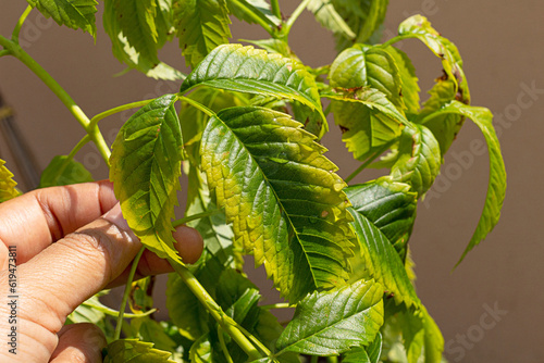 Plant showing potassium deficiency symptoms. Yellow and reddening dying leaves on older during vegetative growth.