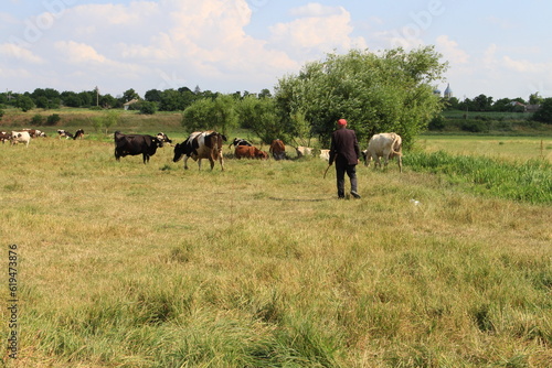 Fototapeta Naklejka Na Ścianę i Meble -  horses in the field